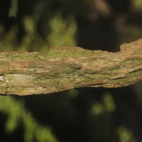 Vallaris solanacea (Roth) Kuntze